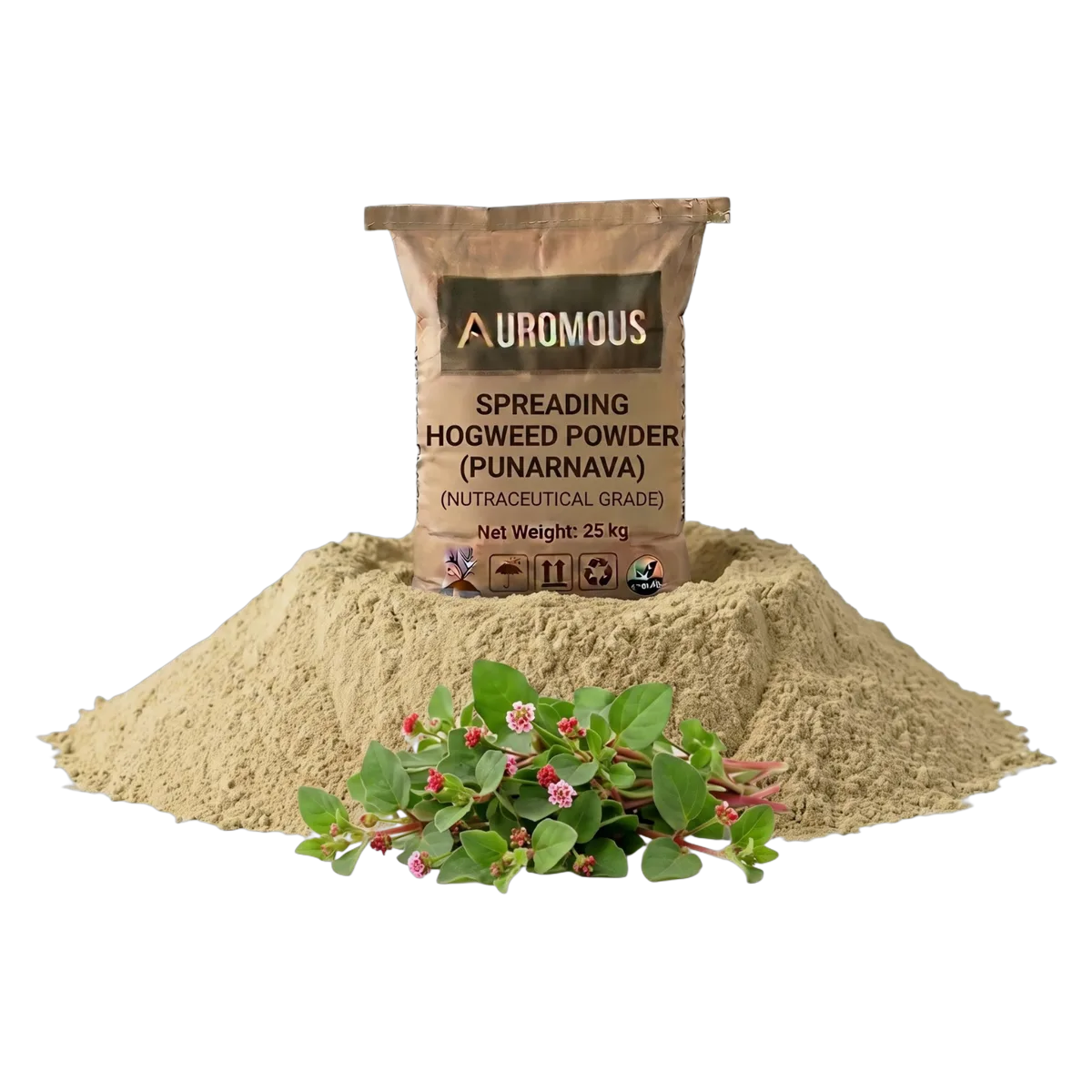 Spreading Hogweed Powder (Punarnava)